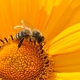 Aktionstag für Wildbienen